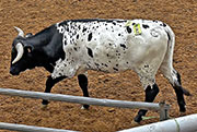 Wishbone - I-297413 - CP_0686_wishbone-20261007