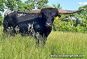 Swifty Morgan - Swifty Morgan - CP_0719_Swifty_Morgan-20260713