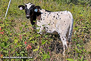 CP_0905_Tied_knot_25-20250826.jpg