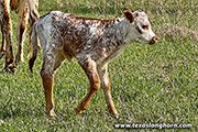 Reckon Focus x Cut the light - 2022 heifer