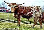 CP_1877_Shake_Out-20260305.jpg - Shake Out