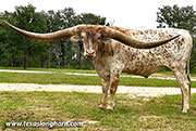 TX (Drop Box x Star Spangler)<br>TX’s 4 year old measurement is 103.25”.  