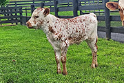 Slice of heaven heifer calf sired by Silent Edge 