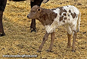 Tin Wind x Bond - 2026 Heifer