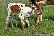 CP_2364_Darby_26-20260415.jpg - Darby 376 x Fork Lift - 2025 Heifer