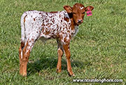CP_2507_Humid_26-20260423.jpg - Humid x Jam Box - 2026 Heifer