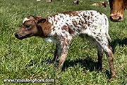 CP_2541_Cut_Forever_26-20260423.jpg - Cut Forever x Full Throttle - 2026 Heifer