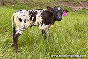 CP_2629_Ice_Tool_26-20260429.jpg - Ice Tool x Bond - 2026 Heifer