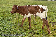 CP_2644_Subtle_Shore_26-20260430.jpg - Subtle Shore x Ambassador - 2026 Bull