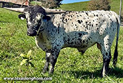 Stop Ironing Calf 2025 - Stop Ironing x Levin - 2025 Bull - CP_32l5_Stop_Iron-2-26-930