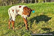 CP_3681Stand_Strong_23_20230427.jpg - Shy Bride x Stand Strong - 2023 Bull