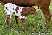 CP_4414_Pretty_Point_26-20260527.jpg - Pretty Point x Bond - 2026 Bull