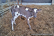 Fickle Miss x Over Kill Embryo born in Finland