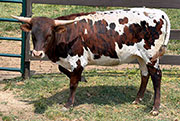 Bondita, Cherry Blossom Futurity winner