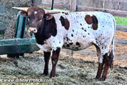 D-R Drag Queen - Cherry Blossom Futurity High Point Champion