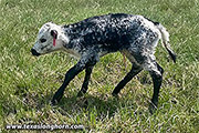 Casella B x Showman - 2025 Heifer 