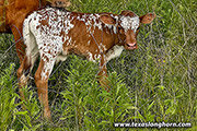 Lights Out x Fair Shake - 2024 Bull 