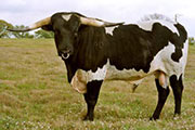 Sire - Circle K Donovan - Photo Number: CircleKDonovan.jpg