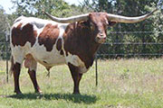 Sire - Marrow Wow - Photo Number: MArrowWow420.jpg