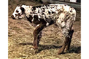Calf by Winning Honor.