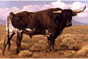 Sire - Imperial - Photo Number: imperial.jpg