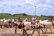 Kid rock 2023 yearlings 