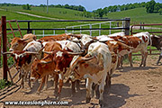Kid rock 2023 yearlings 