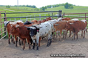 Line Up 2023 yearlings 