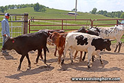 Some Stand Strong 2023 yearlings