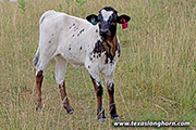 m_2287.jpg