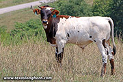 m_4309.jpg