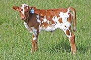 y_1605.jpg - Eureaka x Easy Eddie - 2012 Heifer
