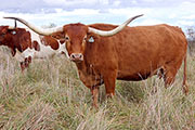 z_11222.jpg